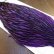 画像4: 【WHITING】American Hen Cape BLW/Purple (4)