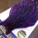 画像3: 【WHITING】American Hen Cape BLW/Purple (3)