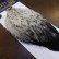 画像2: 【WHITING】American Rooster Cape - Black Laced White No.1 (2)