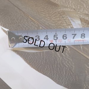 画像4: 【CANAL】Kori Bustard Lサイズ(スペックルドバスタード) No.1