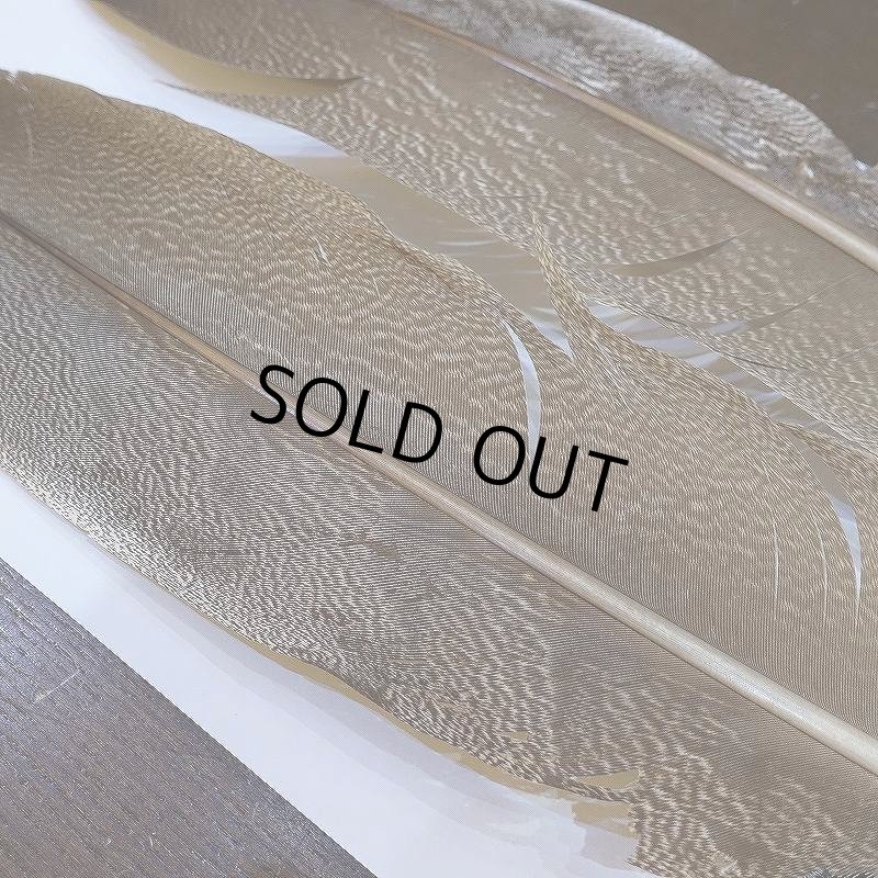 画像4: 【CANAL】Kori Bustard Lサイズ(スペックルドバスタード) No.2 (4)