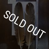 CANAL】Kori Bustard Lサイズ(スペックルドバスタード) No.2