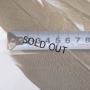 画像5: 【CANAL】Kori Bustard Lサイズ(スペックルドバスタード) No.3