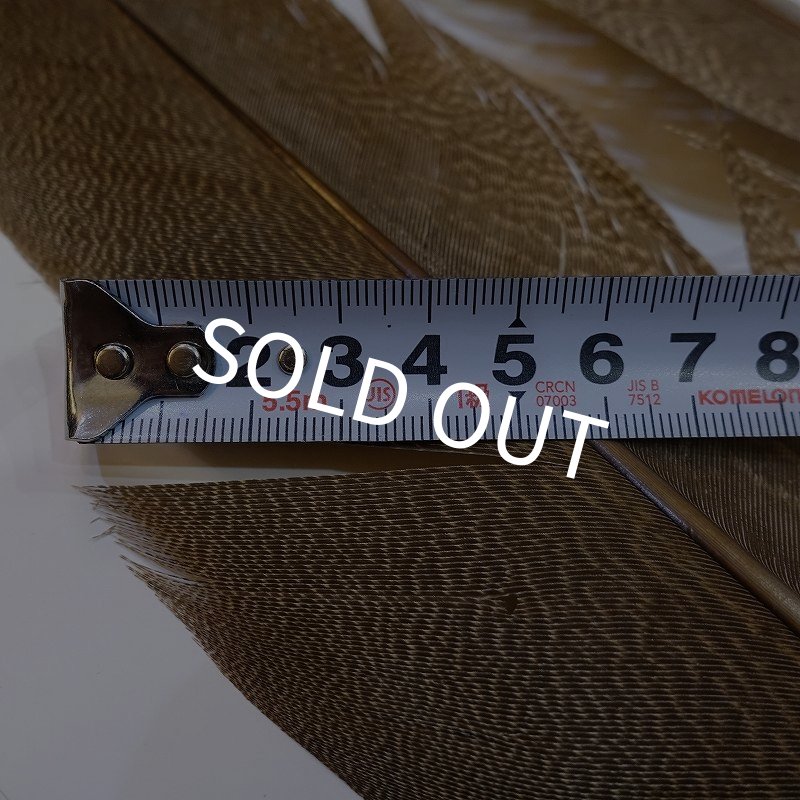 画像5: 【CANAL】Kori Bustard Lサイズ(スペックルドバスタード) No.3 (5)