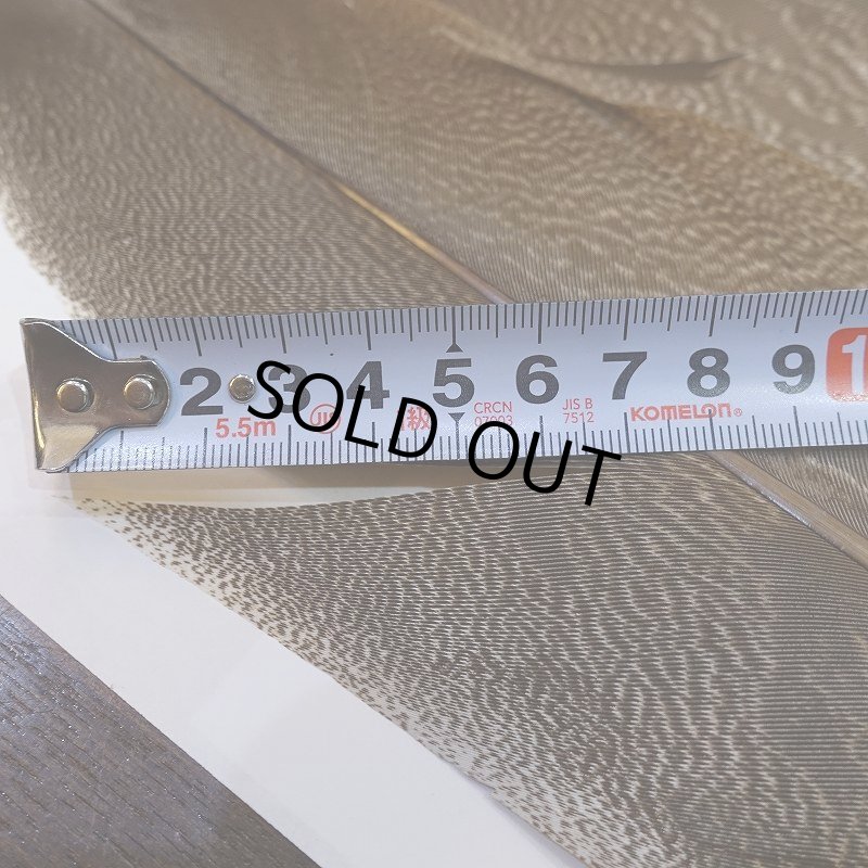 画像5: 【CANAL】Kori Bustard Lサイズ(スペックルドバスタード) No.2 (5)