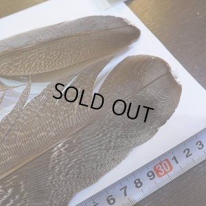 画像2: 【CANAL】Kori Bustard Lサイズ(スペックルドバスタード) No.1