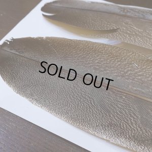 画像3: 【CANAL】Kori Bustard Lサイズ(スペックルドバスタード) No.2