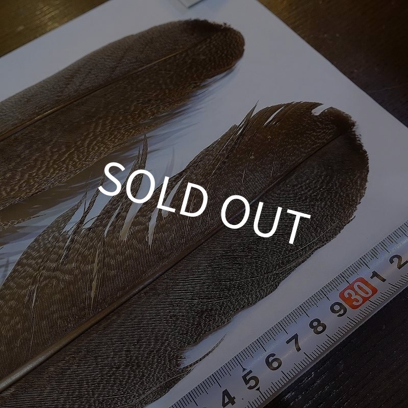 画像2: 【CANAL】Kori Bustard Lサイズ(スペックルドバスタード) No.3 (2)