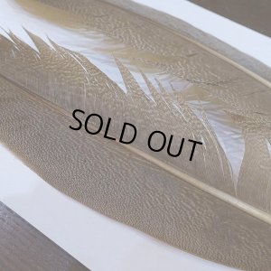 画像4: 【CANAL】Kori Bustard Lサイズ(スペックルドバスタード) No.3