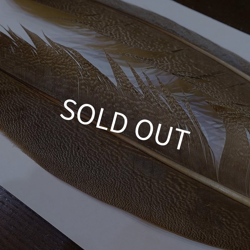 画像4: 【CANAL】Kori Bustard Lサイズ(スペックルドバスタード) No.3 (4)