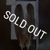 CANAL】Kori Bustard Lサイズ(スペックルドバスタード) No.3