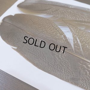 画像3: 【CANAL】Kori Bustard Lサイズ(スペックルドバスタード) No.1