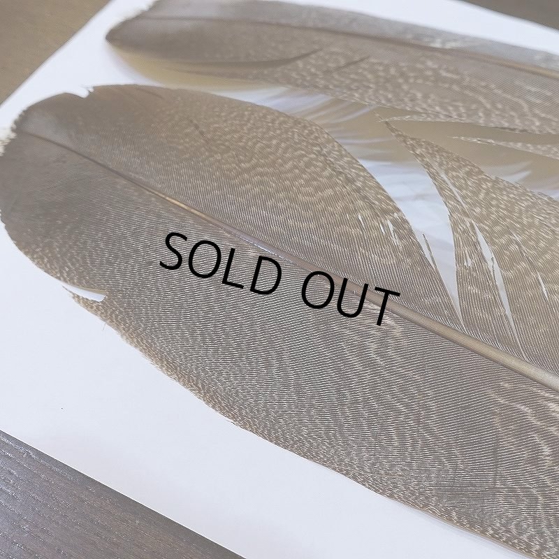 画像3: 【CANAL】Kori Bustard Lサイズ(スペックルドバスタード) No.1 (3)