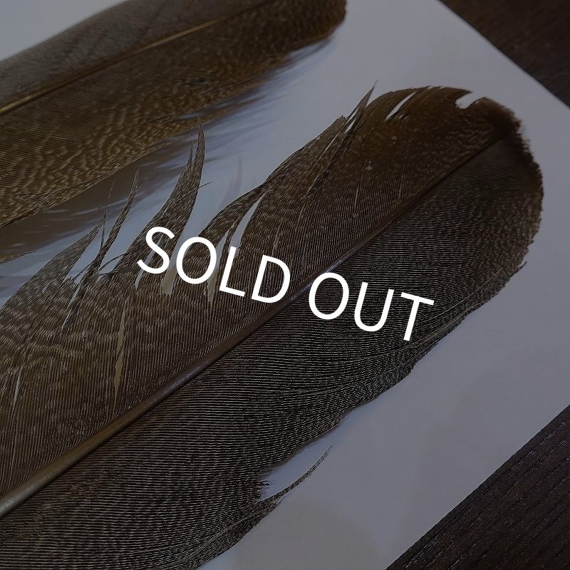 画像6: 【CANAL】Kori Bustard Lサイズ(スペックルドバスタード) No.3 (6)