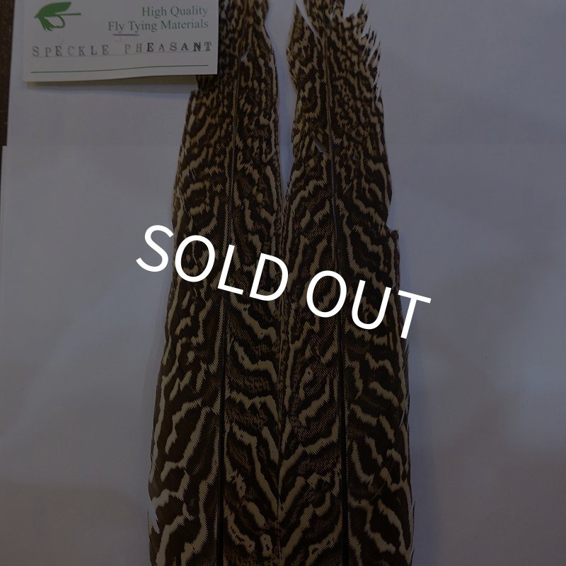 画像3: 【CANAL】スペックルドフェザント ウィング No.3 (3)