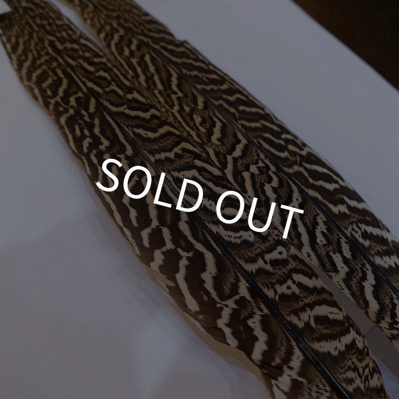 画像4: 【CANAL】スペックルドフェザント ウィング No.3 (4)