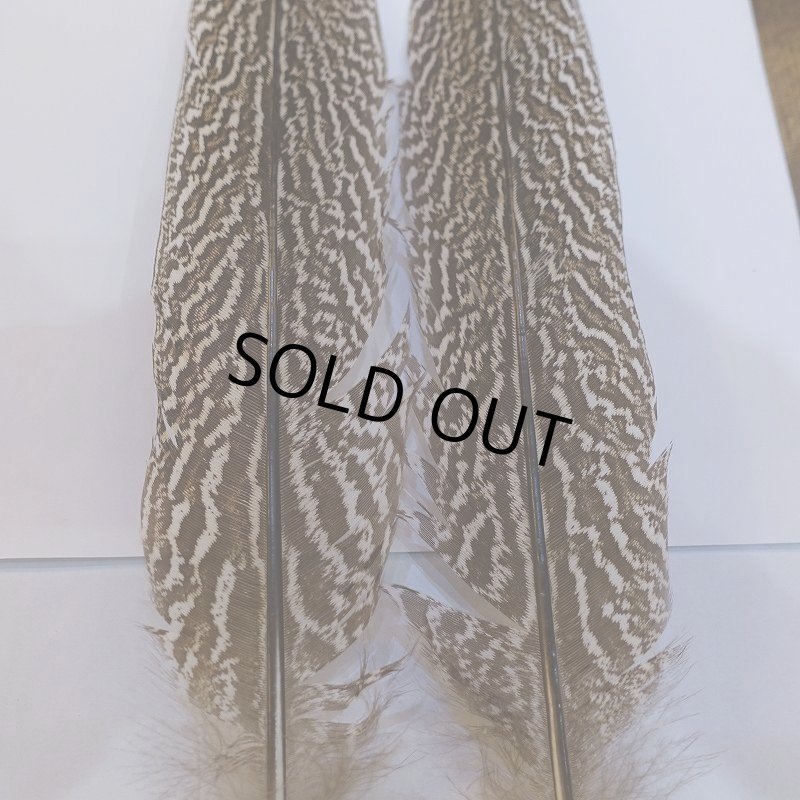 画像2: 【CANAL】スペックルドフェザント ウィング No.4 (2)