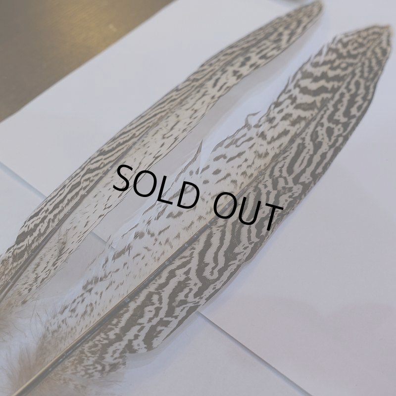 画像4: 【CANAL】スペックルドフェザント ウィング No.1 (4)