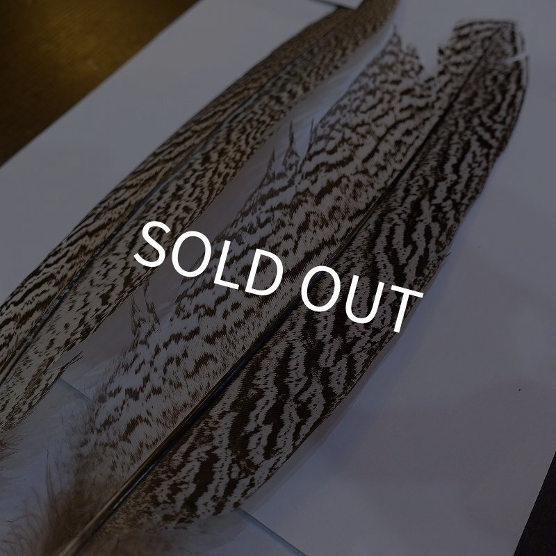 画像5: 【CANAL】スペックルドフェザント ウィング No.2 (5)