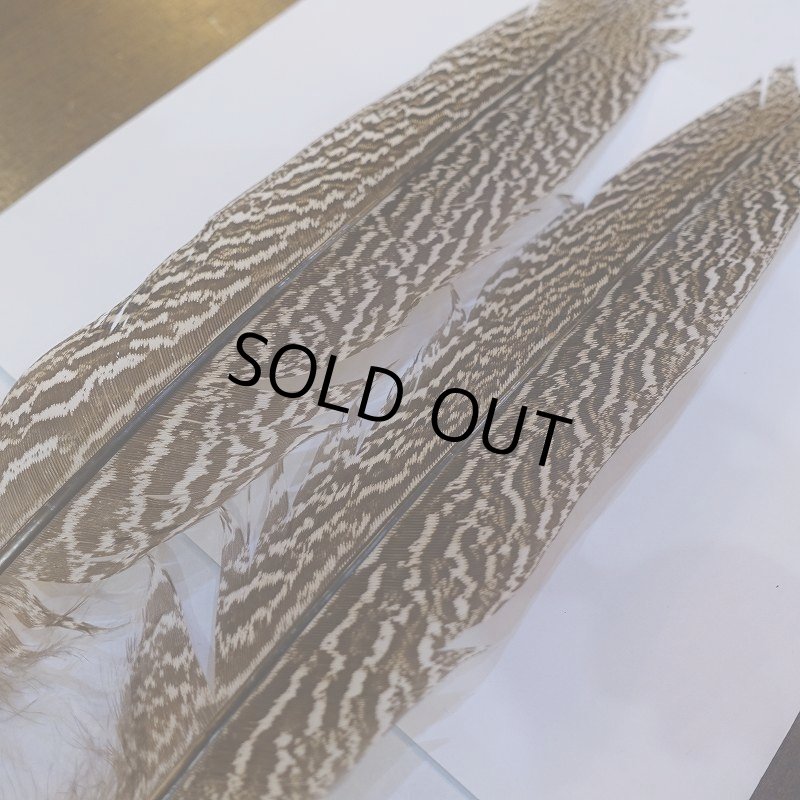 画像5: 【CANAL】スペックルドフェザント ウィング No.4 (5)