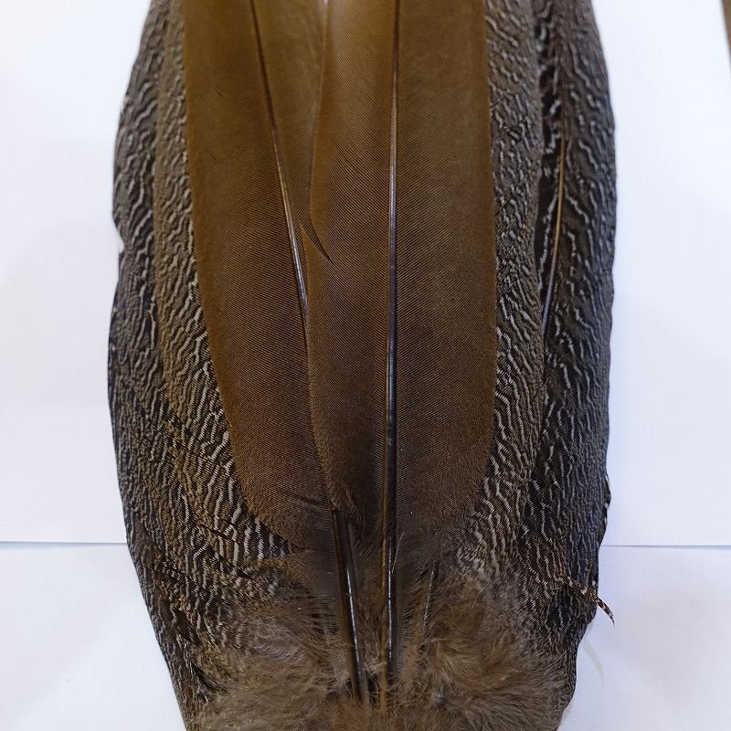 画像2: 【CANAL】スペックルドフェザント コンプリートテール No.1(ヘン) (2)