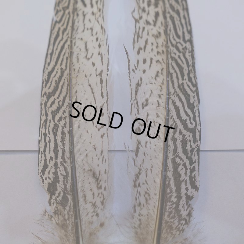 画像2: 【CANAL】スペックルドフェザント ウィング No.1 (2)