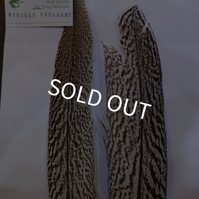 画像3: 【CANAL】スペックルドフェザント ウィング No.2 (3)