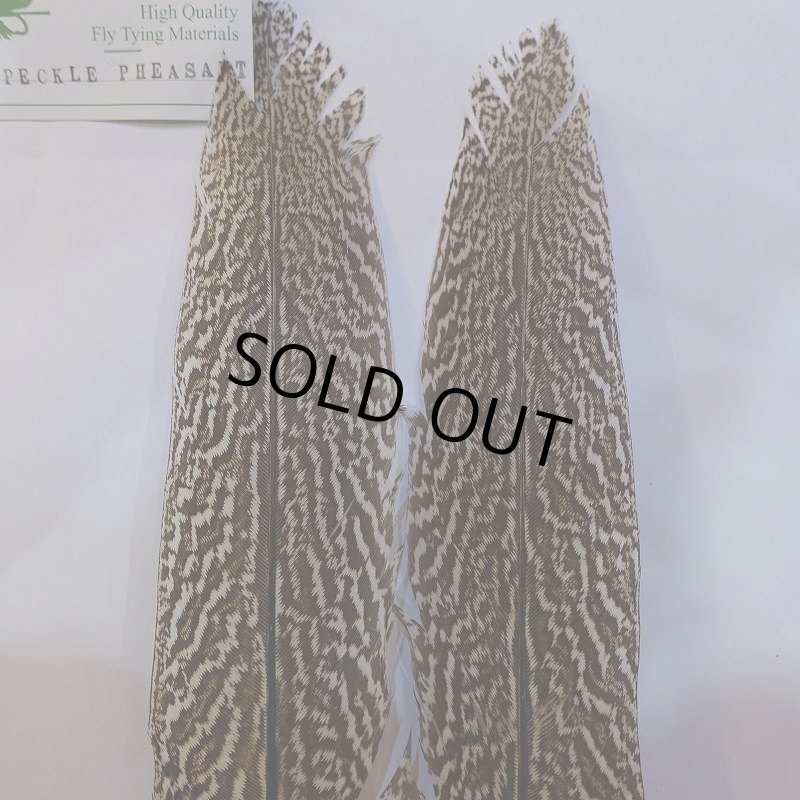 画像3: 【CANAL】スペックルドフェザント ウィング No.4 (3)