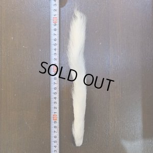 画像1: Calf tail カーフ テール(特価)