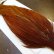 画像3: 【WHITING】Hebert ROOSTER CAPE PRO Grade - Medium Brown