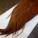 画像4: 【WHITING】Hebert ROOSTER CAPE PRO Grade - Medium Brown