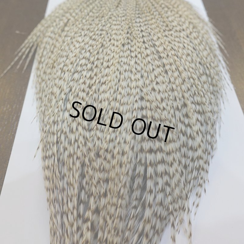 画像6: 【Whiting】ROOSTER CAPE Bronze Grade - DUN Grizzly No.1 (6)