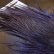 画像4: 【WHITING】Coq de Leon Saddle Bronze Grade - DYED BADGER/LAVENDER (4)