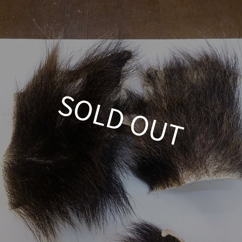 画像3: 【D】ヒグマ 切れ端(3) (3)