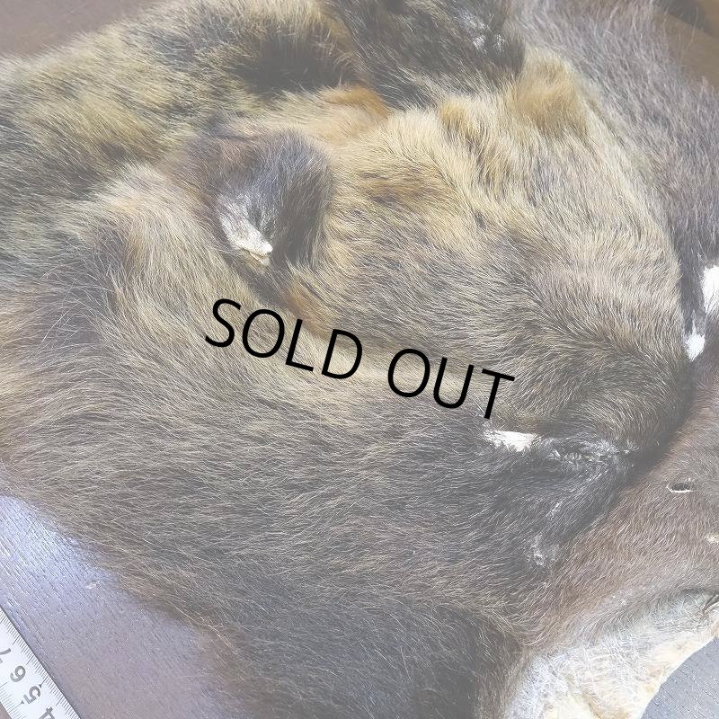 画像5: 【D】ヒグマ マスク 約45x42cm (5)