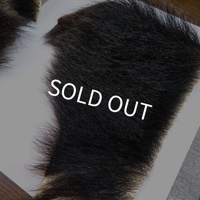 画像4: 【D】ヒグマ 切れ端(3) (4)