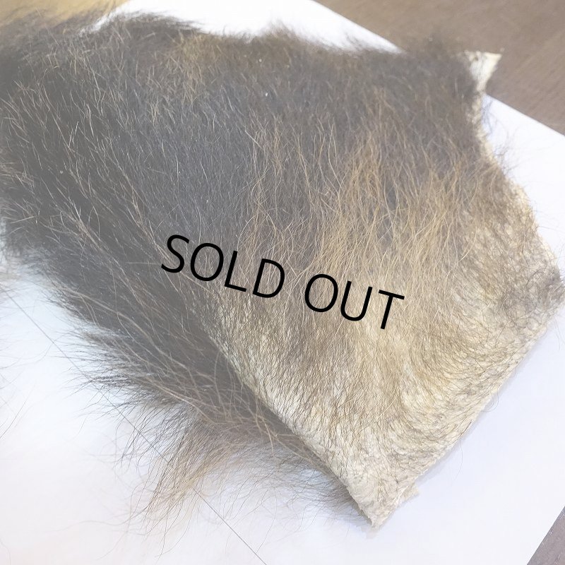 画像5: 【D】ヒグマ 切れ端(4) (5)