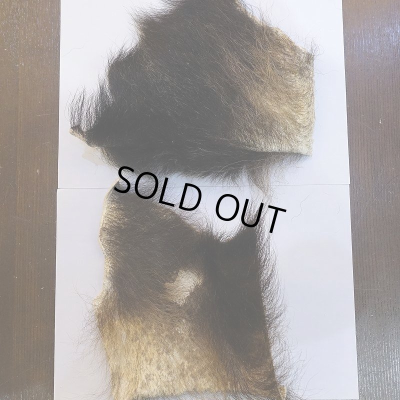 画像1: 【D】ヒグマ 切れ端(4) (1)