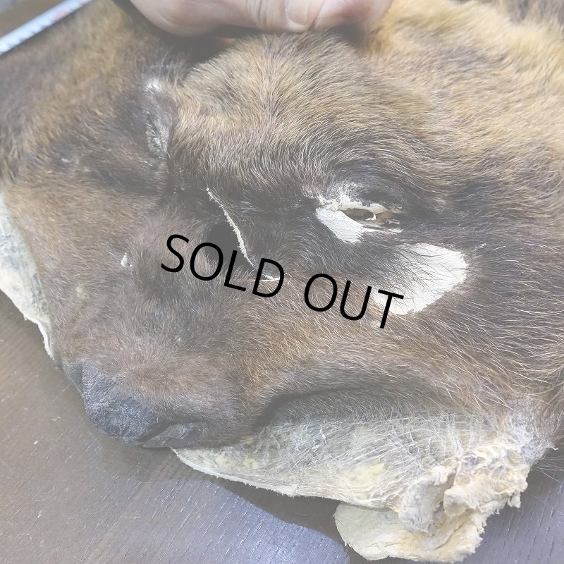 画像3: 【D】ヒグマ マスク 約45x42cm (3)