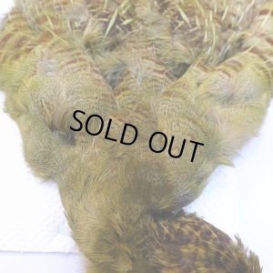 画像2: 【CANAL】パートリッジ ダイドオリーブ