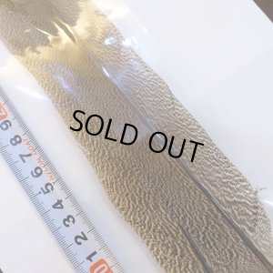 画像5: 【CANAL】Speckled Pheasant Tail