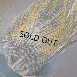 画像4: 【METZ】コックハックル サドル BDバリアント #2