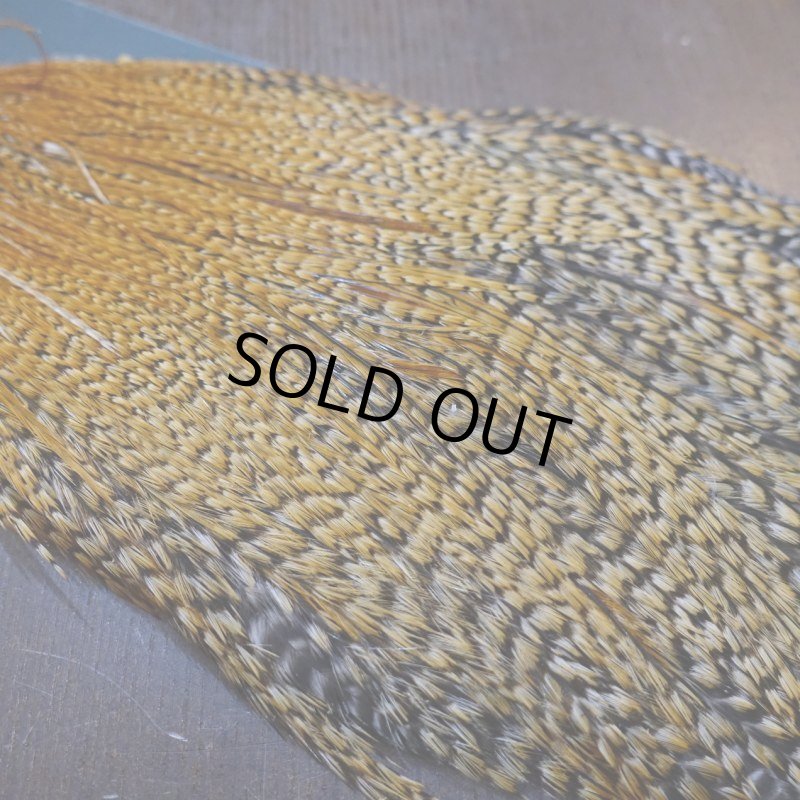 画像5: 【METZ】コックハックル ネック BDバリアント #3  (5)