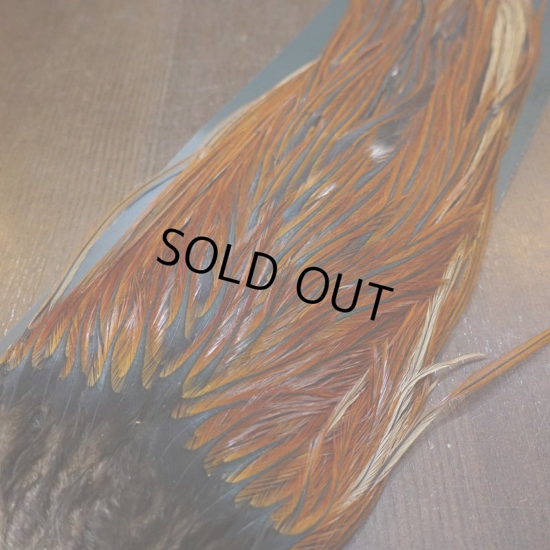 画像3: 【METZ】コックハックル サドル ブラウン #2 (3)