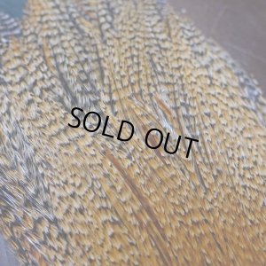 画像6: 【METZ】コックハックル ネック BDバリアント #3 