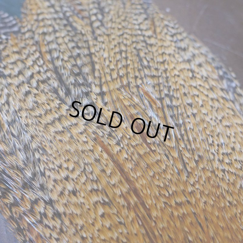 画像6: 【METZ】コックハックル ネック BDバリアント #3  (6)