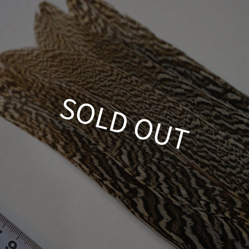 画像3: 【CANAL】スペックルドフェザント コンプリートテール No.1 (3)