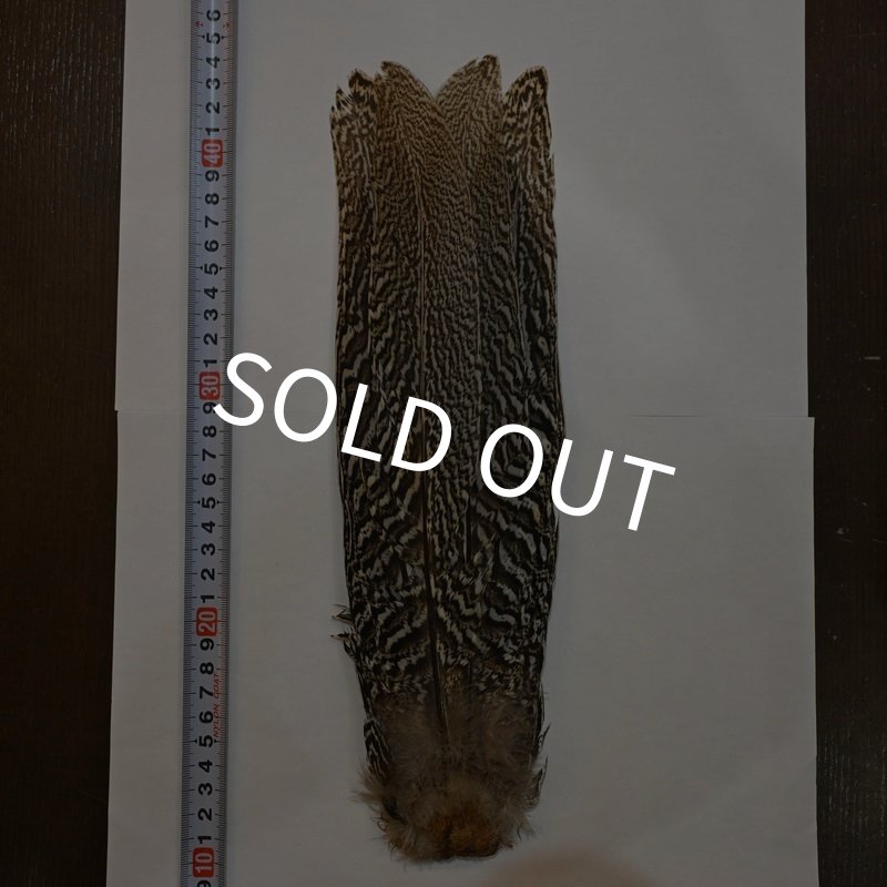 画像1: 【CANAL】スペックルドフェザント コンプリートテール No.1 (1)