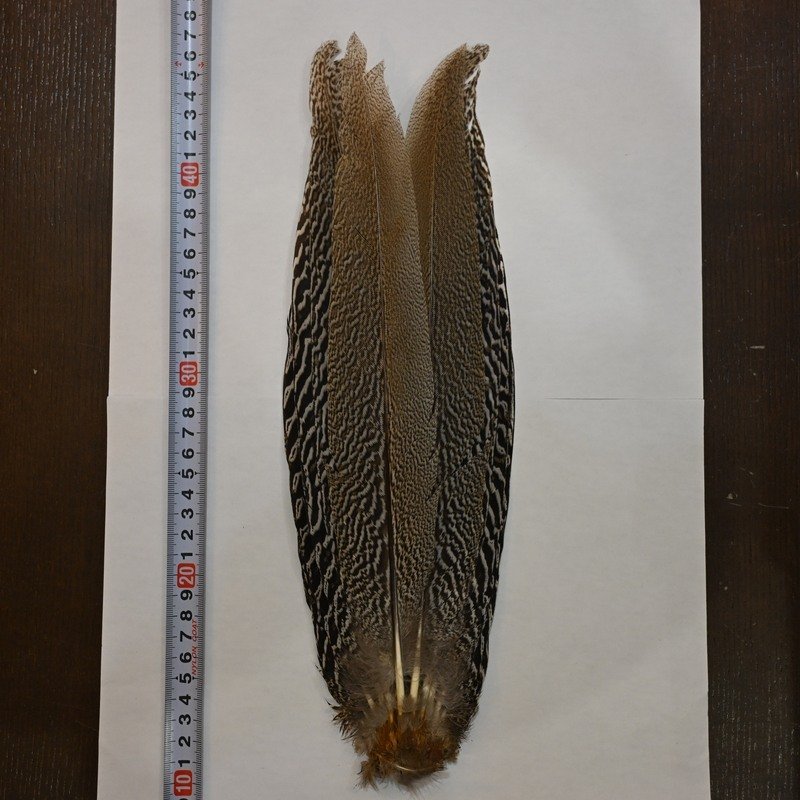 画像1: 【CANAL】スペックルドフェザント コンプリートテール No.2 (1)