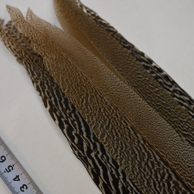 画像3: 【CANAL】スペックルドフェザント コンプリートテール No.2 (3)